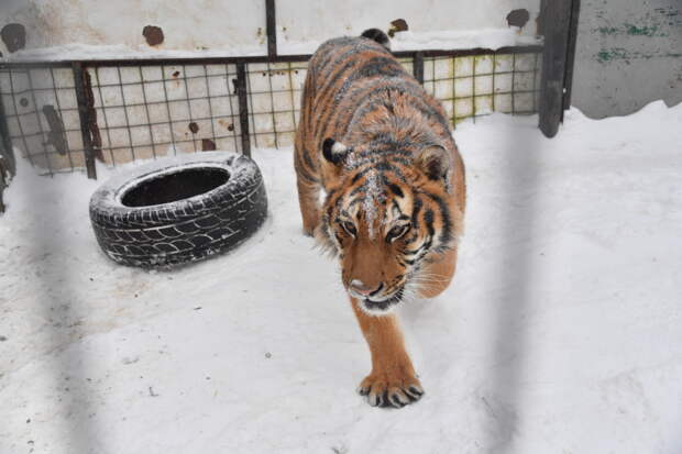 В Алматы двух посетителей зоопарка накажут за попытку спровоцировать тигра