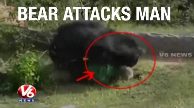 8. Нападение медведя на лесника в штате Чхаттисгарх, Индия, 2014 г. дикие животные, нападение медведя, нападение хищника