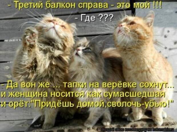 Котоматрицы....самые прикольные