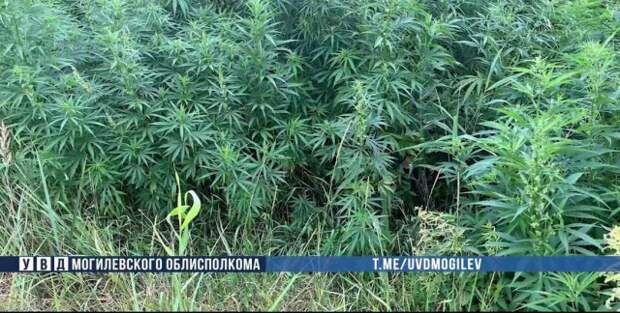 В Бобруйске милиционеры уничтожили 3,5 тонны дикорастущей конопли.