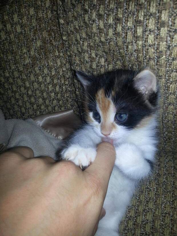кошки делают мир лучше