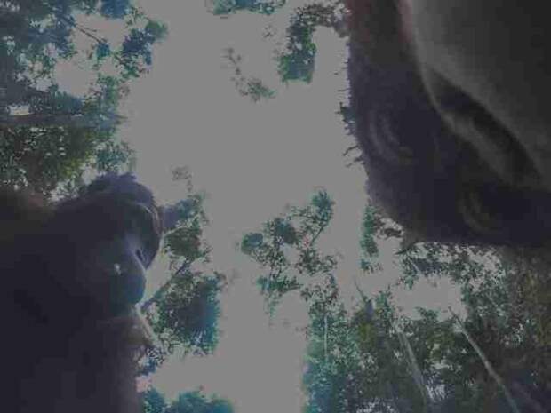 Орангутан нашел в лесу спрятанную камеру и начал делать селфи в мире, животные, камера, орангутан, природа, селфи, фото, фотоаппарат