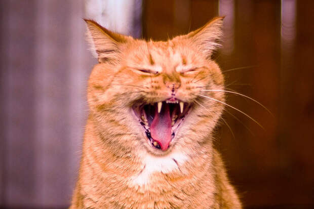«Споём?»: парень исполнил песню с котом и прославил его в соцсетях