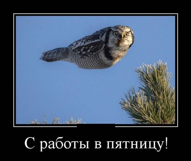 Демотиваторы (30 фото) Демотиваторы (30 фото)