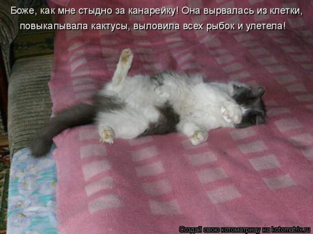 Котоматрицы :)