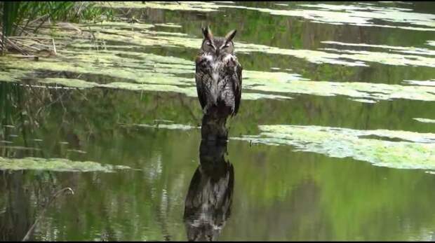 Прямо посреди болота молодой человек заметил сову, которая на протяжении суток не шевелилась