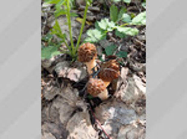 Роман Русаков / vk.com/gribniki22rus