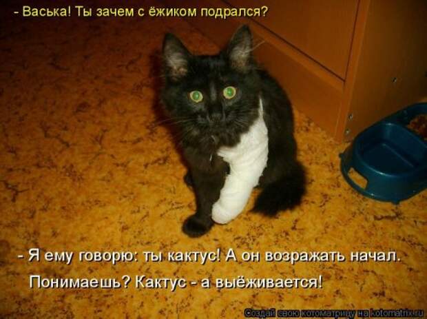 Новая котоматрица на Бугаге (38 фото)
