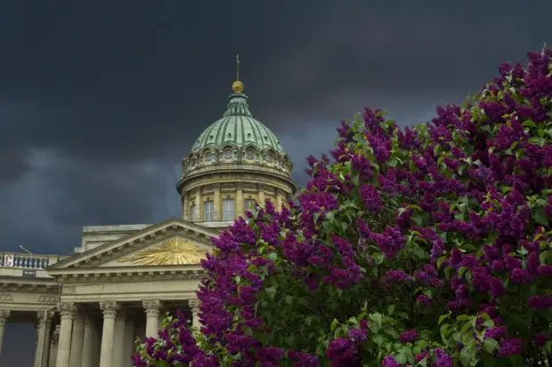 Петербург в цветах