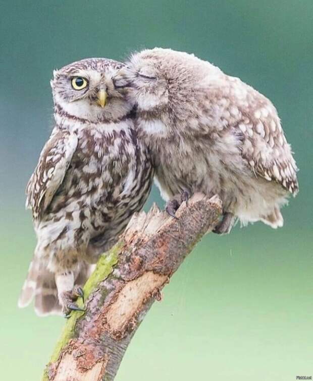 e270215b131e67cb535f671bca366e5e (574x700, 237Kb)