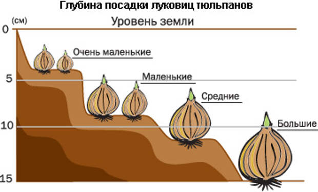 image.php (359x218, 47Kb)