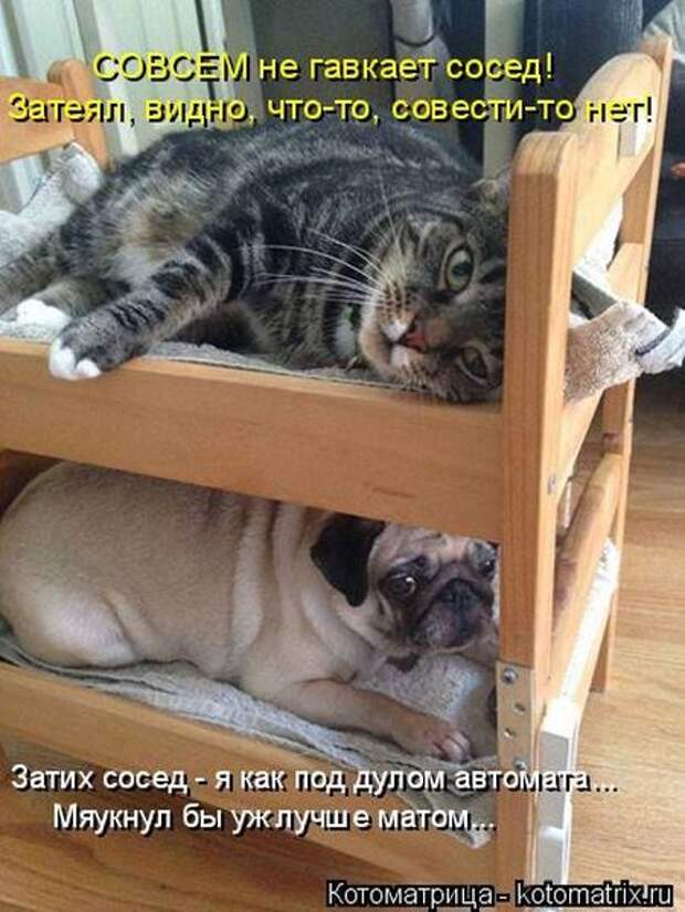 Лучшие котоматрицы недели