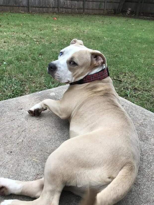 Pit-Bull-65