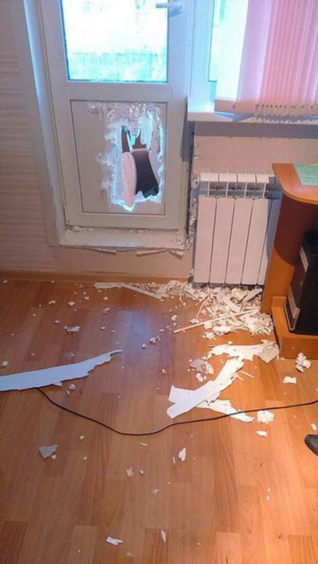 Для любви нет преград животные, собака