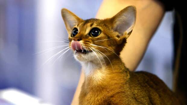 Котенка самой красивой в мире породы можно купить в среднем за 100 тыс. рублей