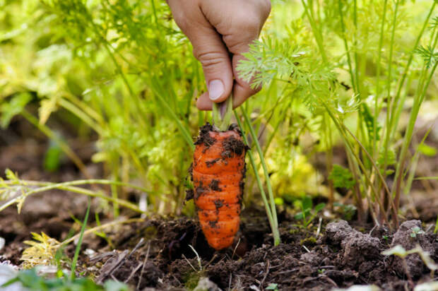Морковь – еще одна холодостойкая культура, она начинают рост даже в холодной почве (+4-5°С)./ Фото: novochag.ru