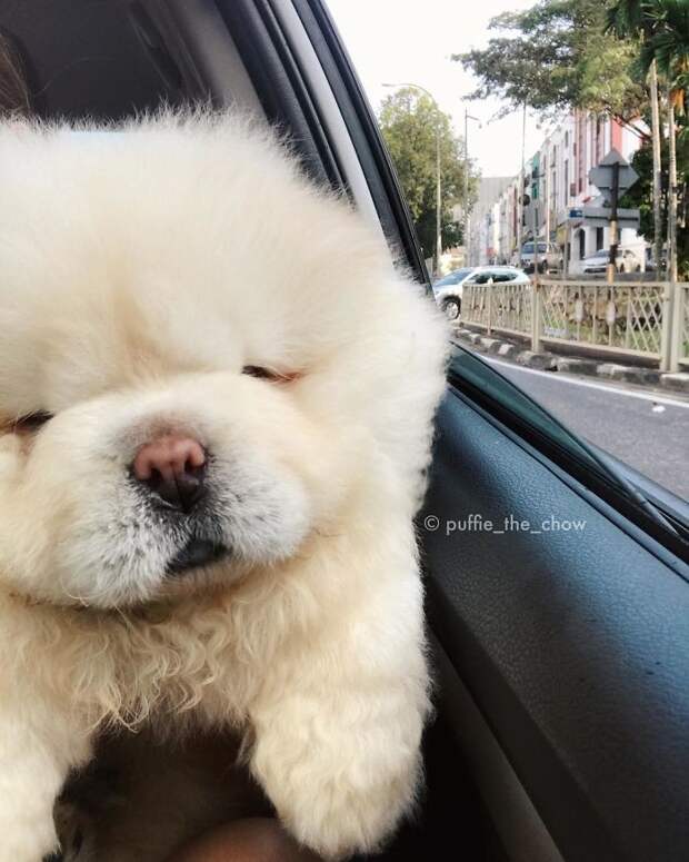 Пуффи — пушистый щенок чау-чау, взявший штурмом инстаграм Instagram, Пуффи, животные, милота, собака, чау-чау, щенок