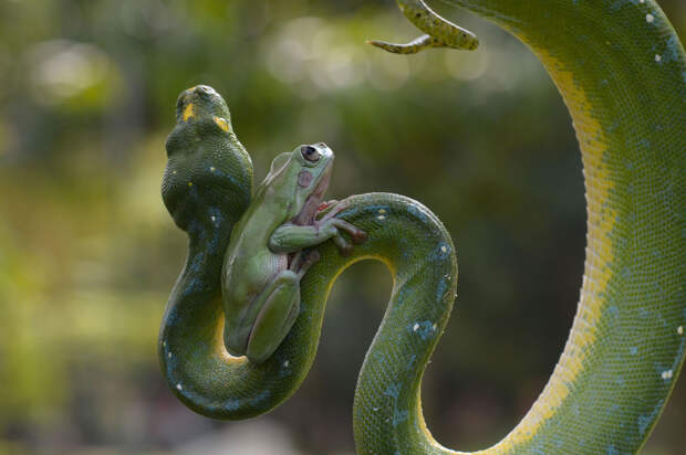Лягушка и змея