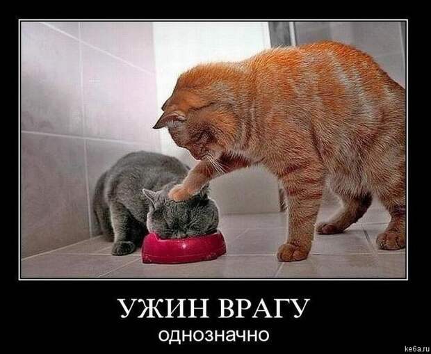 Животным смешно, а вам? (90 фото)