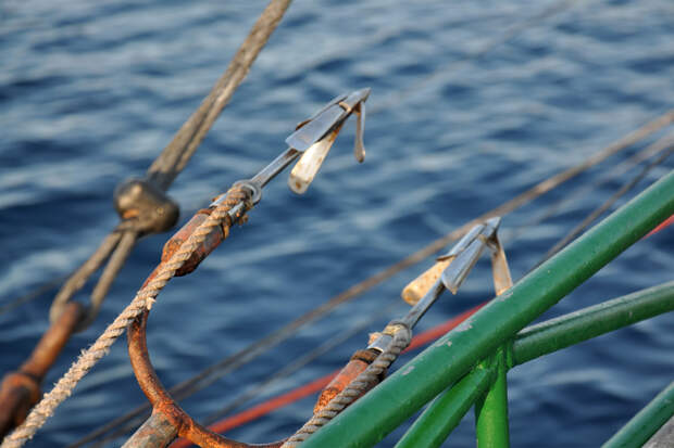 Юный рыболов поймал самую большую в мире меч-рыбу