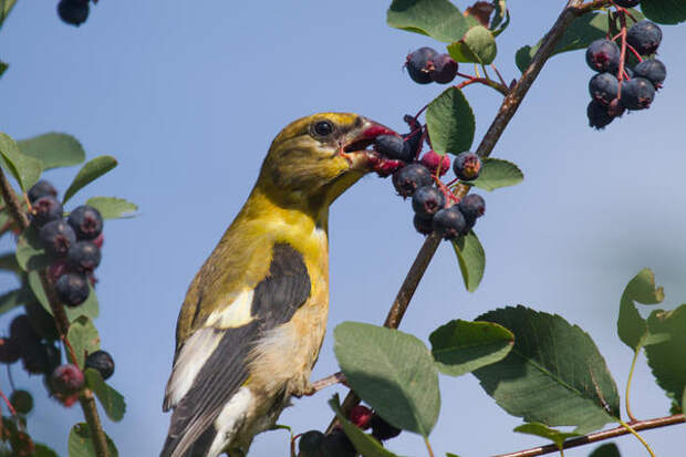Серьезная проблема - повреждение плодов птицам