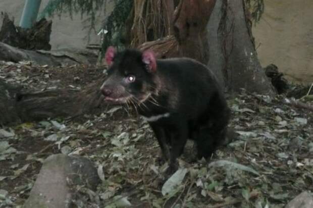 Сумчатый чёрт или тасманийский дьявол (15 фото+видео)