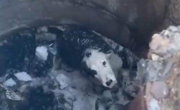 Спасатели ДЧС в Темиртау спасли собаку, упавшую в двухметровый колодец