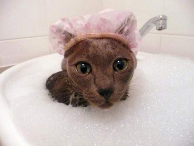 Неправильные коты  вода, кот