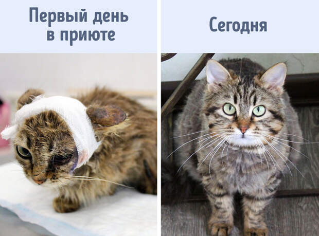 Фешен-журналистка ушла работать в мастерскую ради 59 искалеченных животных, которые живут у нее дома