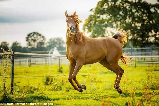 Величественная красота и грация лошадей..может быть смешной! Автор - Nando Harmsen, Нидерланды животные, конкурс, фото, юмор