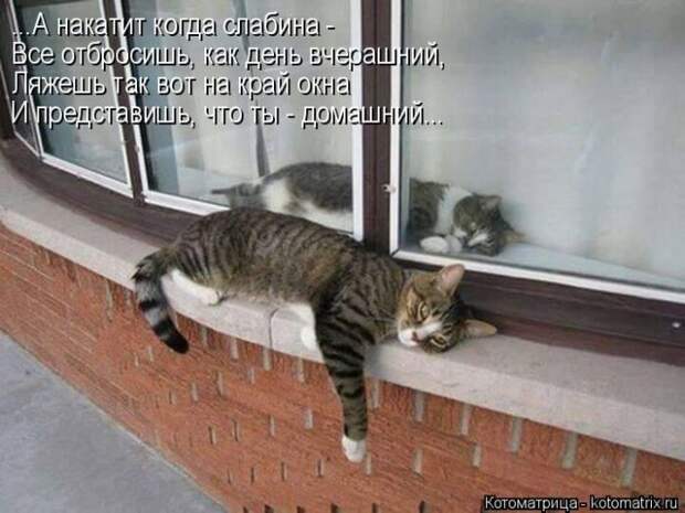 Забавные котоматрицы