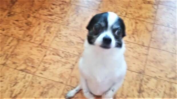 Топ провинившихся собак или накосячили