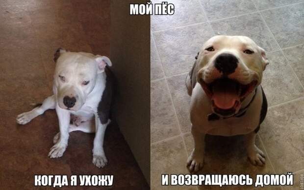 Смешные картинки с надписями прикол, юмор