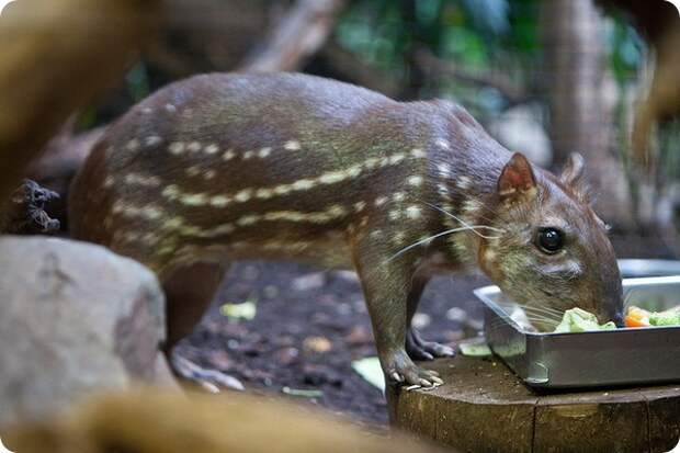 Пака (лат. Cuniculus paca)