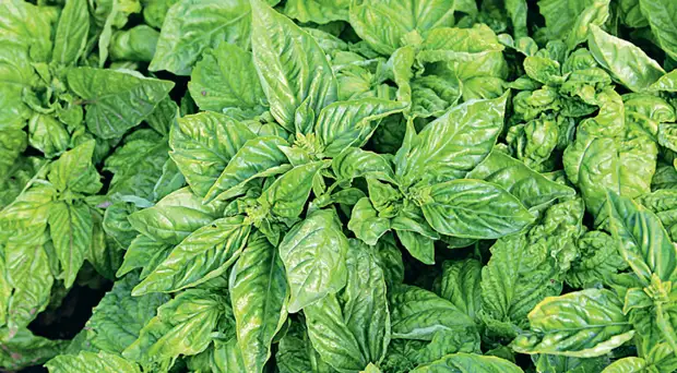 Выбираем сорта базилика на любой вкус: с ароматом лимона, карамели и другие