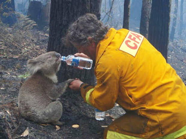 firefighters-rescuing-animals-saving-pets-45-5729f0c4b84c5__605