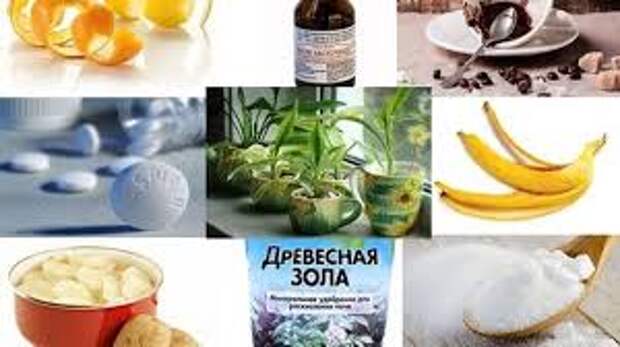 Флористы рекомендуют! 7 способов – комнатные цветы растут как сумасшедшие!