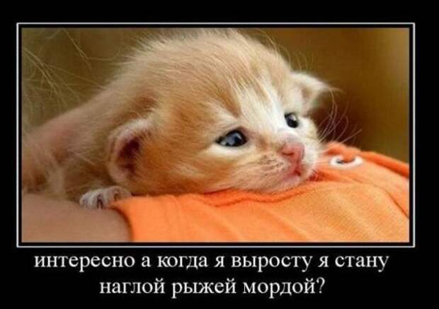 Усатый и хвостатый (котоматрица)
