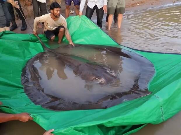 В Камбодже поймали самую большую пресноводную рыбу в мире