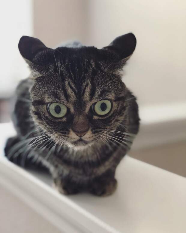 Злая Grumpy Kitzia покоряет инстаграм