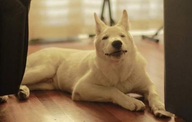 zhivotnye-chihayuschie-kartinki-koshki-sobaki-smeshnye-zhivotnye-kote