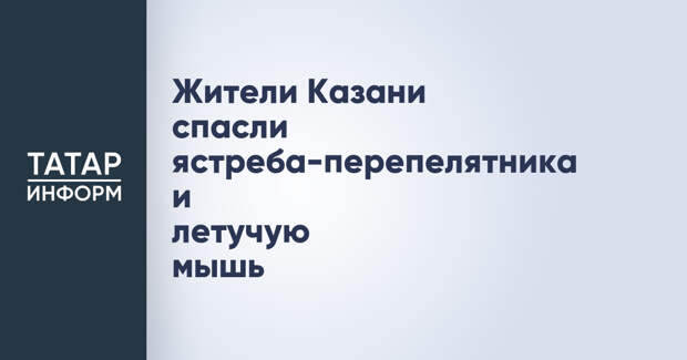 Жители Казани спасли ястреба-перепелятника и летучую мышь