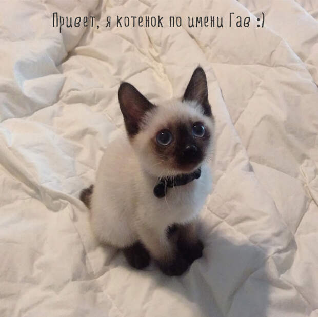 Картинки этих смешных котов развеселят вас за 1 минуту Картинки этих смешных котов развеселят вас за 1 минуту