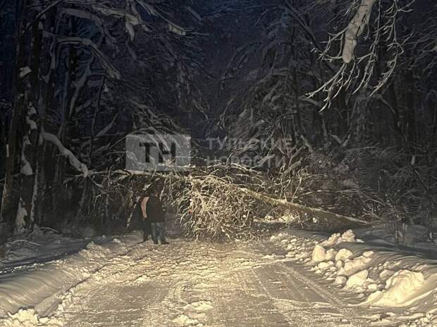 В Туле дерево упало на дорогу и преградило дорогу машинам