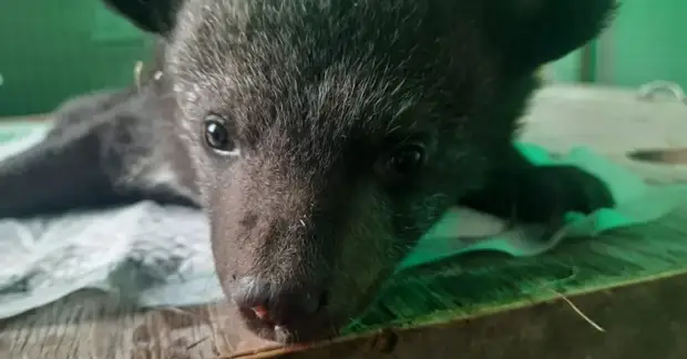 Мать-медведица бросила двух малышат в берлоге в Приморском крае