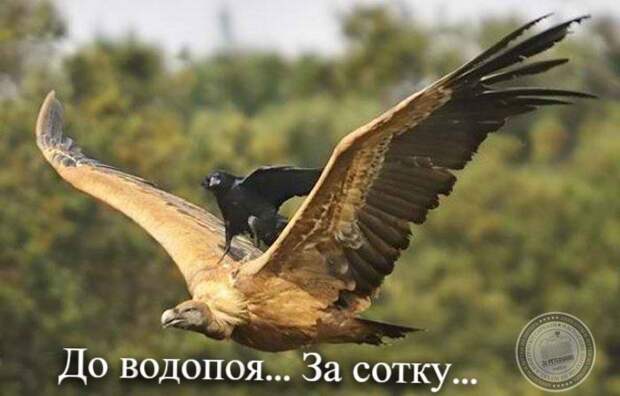 До водопоя