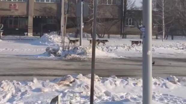 Жители Бийска сообщили о стае бездомных собак, обитающей у здания гимназии № 1