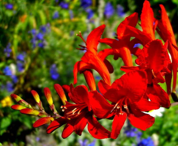 Крокосмия (Crocosmia)