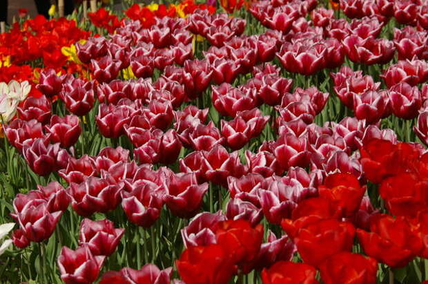 Массовое цветение тюльпанов в Крыму