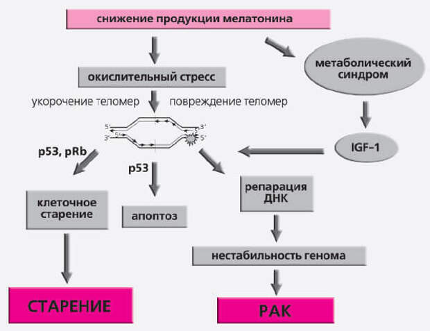 http://econet.ru/uploads/pictures/250308/content_gerontology8_1__econet_ru.jpg